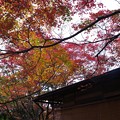 蓮華寺の紅葉