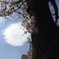 写真: 桜と雲