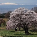 写真: 西蔵王の桜