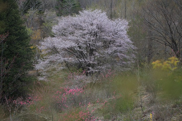 写真: 春の色