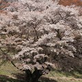 写真: 5月の桜
