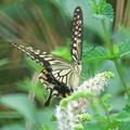 写真: 夏の蝶　アゲハチョウ