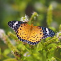 夏の蝶　ツマグロヒョウモン（雌２）