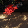 写真: 紅葉と土塀