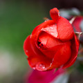 写真: 深紅のバラ