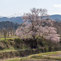 城端の桜