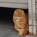 Photos: 猫先生発見。
