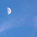 写真: 青空の中で月見だよ(1)