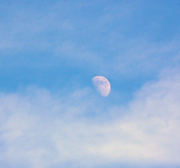 写真: 青空の中で月見だよ(2)
