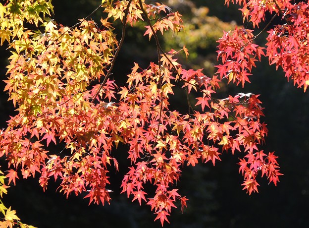 写真: 高尾山の紅葉(3)