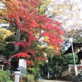 写真: 高尾山の紅葉(4)