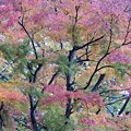 高尾山の紅葉(5)