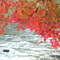 写真: 高尾山の紅葉(6)