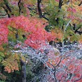 写真: 高尾山の紅葉(7)