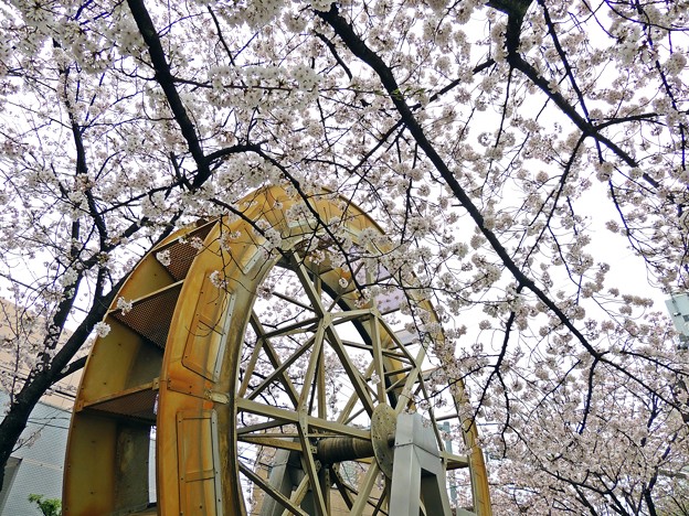 写真: 春の東京(1)