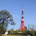 写真: 東京タワー(1)