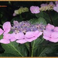 写真: 梅雨の紫陽花