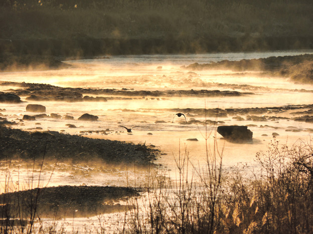 写真: 霧の河川敷(夜明後)
