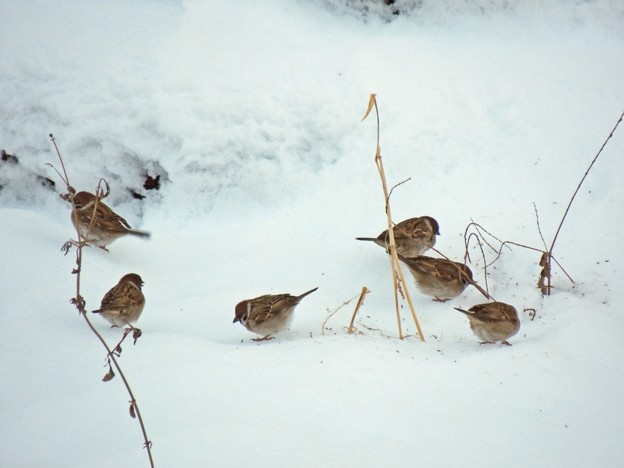 写真: 雪にもめげない雀