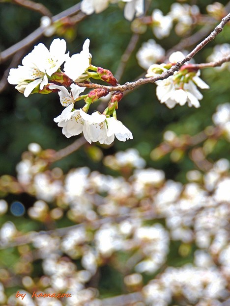 写真: 春爛漫桜咲く