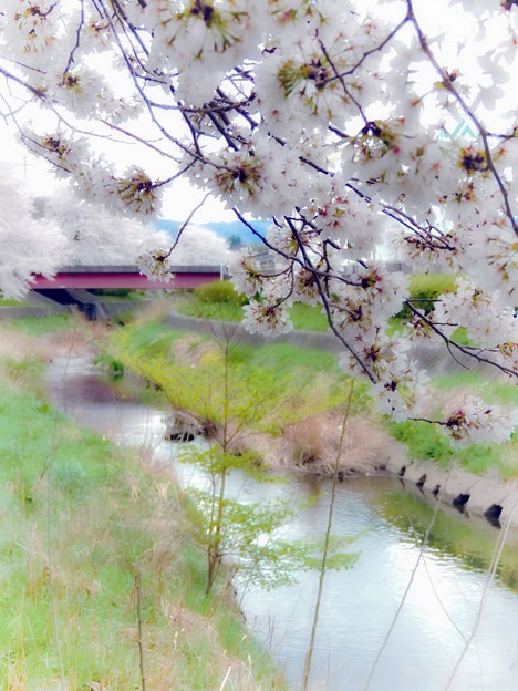 春の小川(3)2014