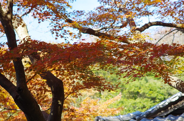 北鎌倉の紅葉の色付き