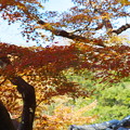 北鎌倉の紅葉の色付き