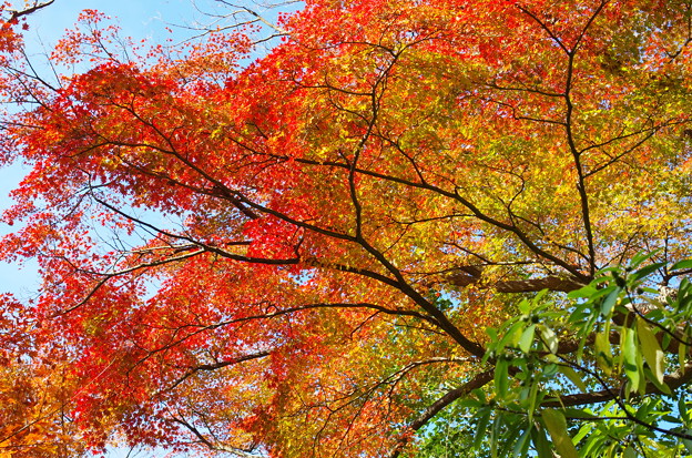 写真: 円覚寺の紅葉グラデーション
