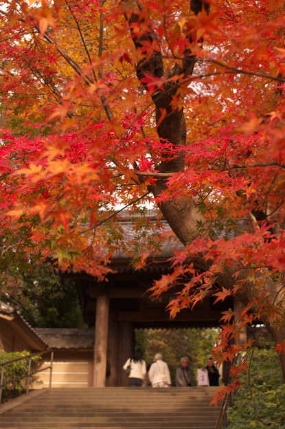円覚寺総門と紅葉