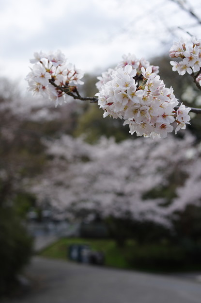 写真: 2014桜