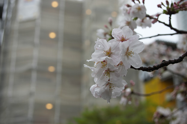とある街の雨桜