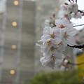 写真: とある街の雨桜
