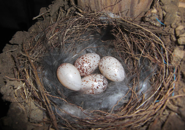 写真: 四個目の産卵