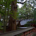写真: 赤城神社[三夜沢]・本殿とタワラ杉