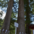 写真: 日光二荒山神社・三本杉