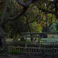 写真: 大洗磯前神社・神池