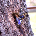 写真: 国蝶オオムラサキ（♂）