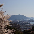 写真: 春爛漫、永源山公園　2014