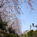 写真: 桜4