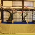 写真: IMG_1009大阪天満宮・大盆梅展