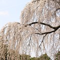 写真: IMG_3397京都御所（京都御苑）・出水の糸桜