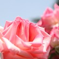 写真: IMG_8550ばら園・薔薇’伏見’