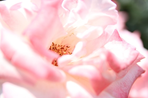 写真: IMG_8580ばら園・薔薇’夕霧’