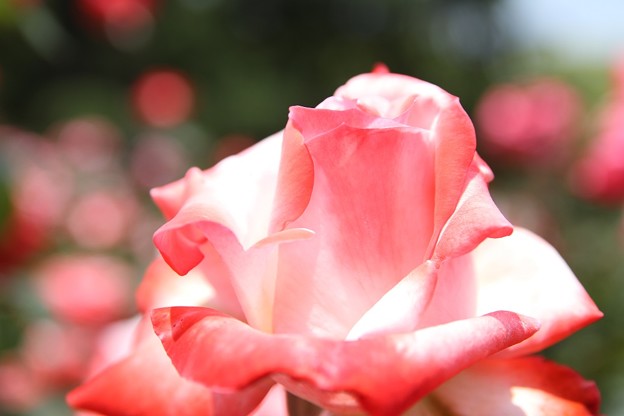 写真: IMG_8585ばら園・薔薇’丹頂’