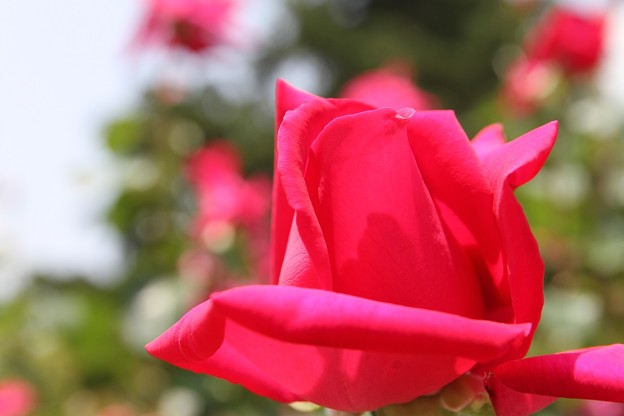 写真: IMG_8590ばら園・薔薇’ふるさと’