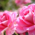 写真: IMG_8623ばら園・薔薇’ケアフリー ワンダー’