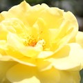 写真: IMG_8632ばら園・薔薇’ゴールド バニー’