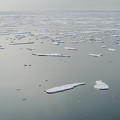 写真: 流氷のカケラ１