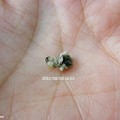写真: アゲハの前蛹の抜け殻