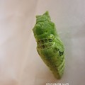 写真: 蛹になった直後のアゲハ　82